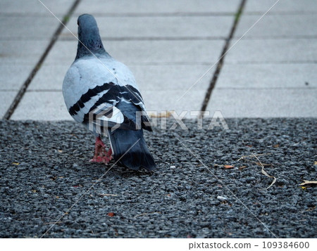 岩鴿（鴿子）背向行走 109384600