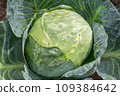 White Cabbage damaged by caterpillars and slugs in the garden with holes on the leaves, top view. 109384642