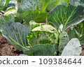 White Cabbage damaged by caterpillars and slugs in the garden with holes on the leaves. 109384644
