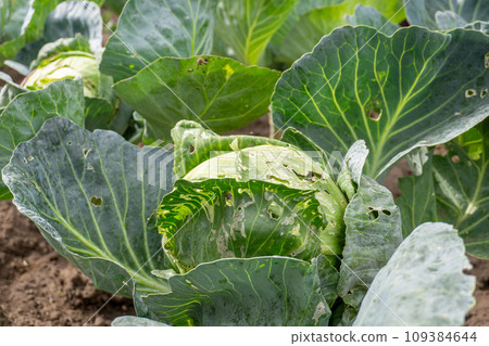 White Cabbage damaged by caterpillars and slugs in the garden with holes on the leaves. White Cabbage damaged by caterpillars and slugs in the garden with holes on the leaves. 109384644