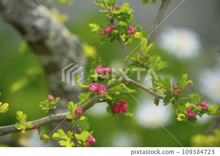 Hawthorn 109384723
