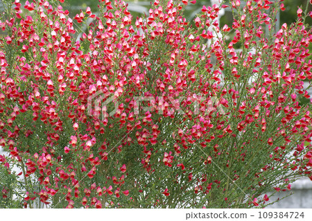 safflower 109384724