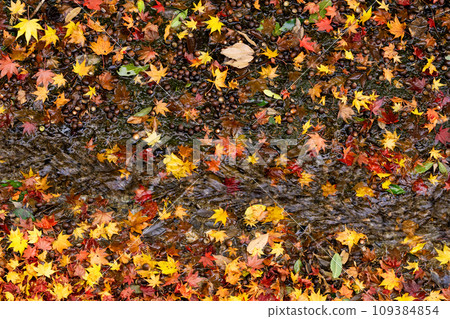 Fallen leaves and colored ground in late autumn Fallen leaves and colored ground in late autumn 109384854