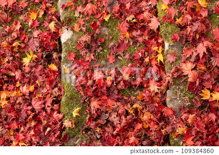 深秋的落葉和彩色的地面 109384860