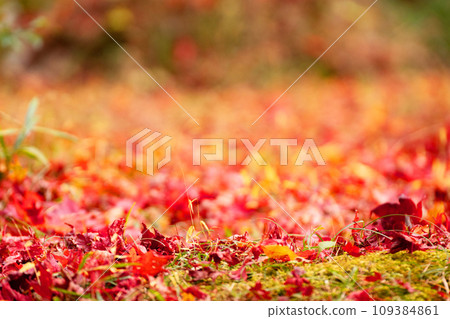Fallen leaves and colored ground in late autumn 109384861