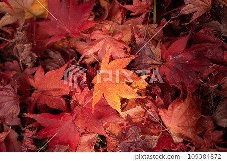 Fallen leaves and colored ground in late autumn Fallen leaves and colored ground in late autumn 109384872
