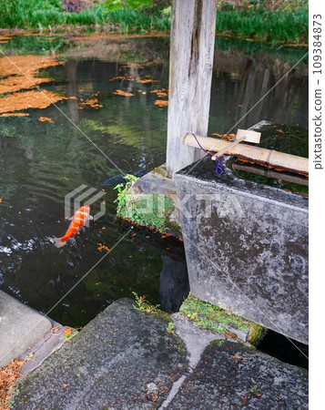 赤城山麓的宮澤赤城神社(群馬縣前橋市) 赤城山麓的宮澤赤城神社(群馬縣前橋市) 109384873