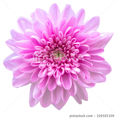 Top view of isolated red, white and pink flowers on white background. Top view of isolated red, white and pink flowers on white background. 109385109