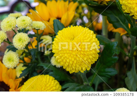 Yellow and white chrysanthemums with flowers of various sizes. Yellow and white chrysanthemums with flowers of various sizes. 109385178
