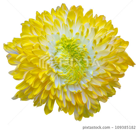 Top view of one yellow and white flower isolated on white background. 109385182