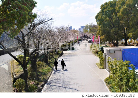 在盛開和天空樹的櫻花 在盛開和天空樹的櫻花 109385198