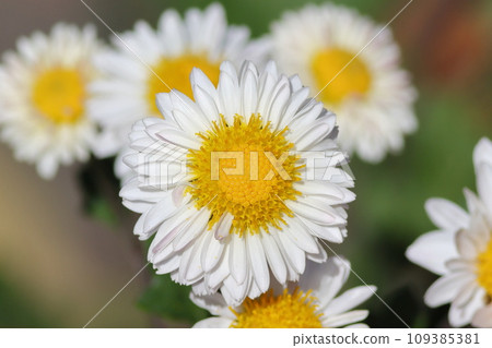 Up of white flowers Up of white flowers 109385381