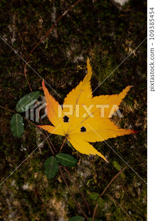 A maple leaf that resembles a human face falling to the ground 109385454