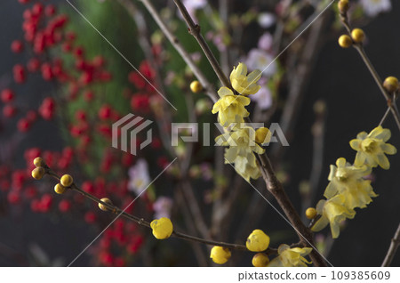 Plants and flowers for New Year's decorations 109385609