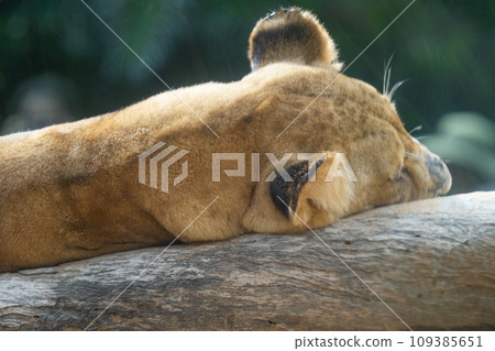 lion in the park close up lion in the park close up 109385651