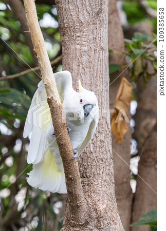 white cockatoo white cockatoo 109385658