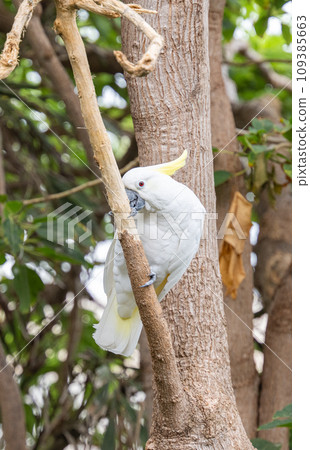 white cockatoo 109385663