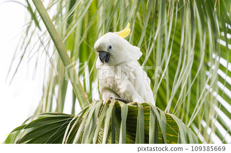 white cockatoo 109385669
