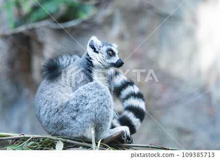 Ring-tailed lemur Ring-tailed lemur 109385713