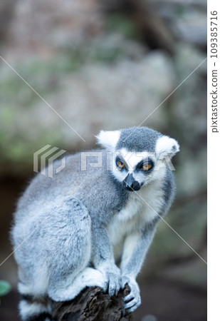 Ring-tailed lemur Ring-tailed lemur 109385716