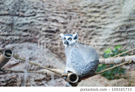 Ring-tailed lemur Ring-tailed lemur 109385733