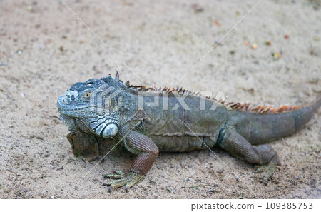 iguana in the park iguana in the park 109385753