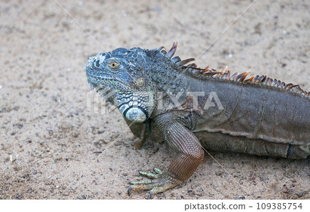 iguana in the park 109385754