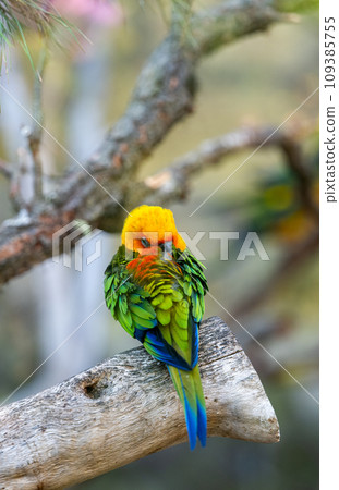 beautiful parrots living beautiful parrots living 109385755