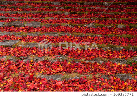 The approach to the shrine in late autumn is carpeted with fallen leaves and turns colorful. The approach to the shrine in late autumn is carpeted with fallen leaves and turns colorful. 109385771