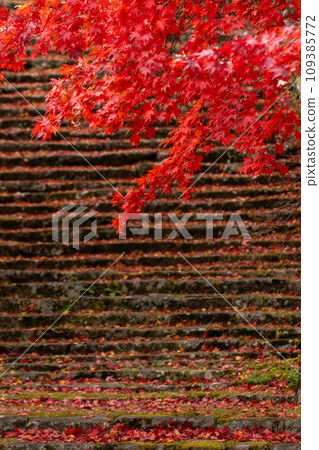 The approach to the shrine in late autumn is carpeted with fallen leaves and turns colorful. The approach to the shrine in late autumn is carpeted with fallen leaves and turns colorful. 109385772