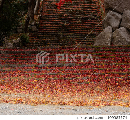 The approach to the shrine in late autumn is carpeted with fallen leaves and turns colorful. The approach to the shrine in late autumn is carpeted with fallen leaves and turns colorful. 109385774