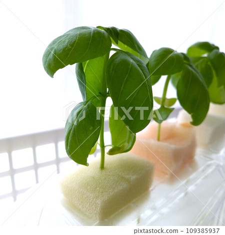 水耕法種植羅勒 109385937