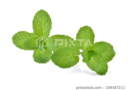 Mint leaves isolated on white background. 109387211