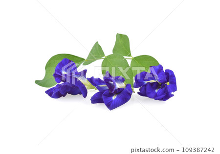 Butterfly Pea isolated on white background Butterfly Pea isolated on white background 109387242