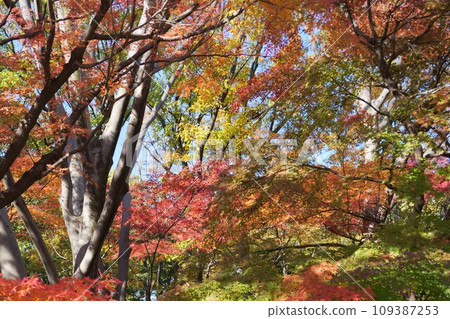 Autumn leaves of Kitanomaru park Autumn leaves of Kitanomaru park 109387253
