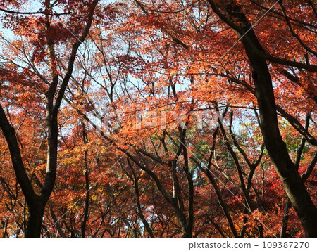 Kitanomaru公園秋葉 109387270