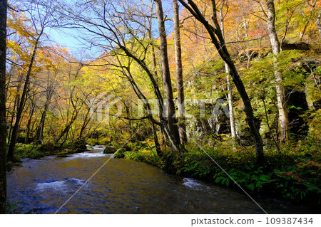 Oirase Stream and autumn leaves, Aomori Prefecture 109387434