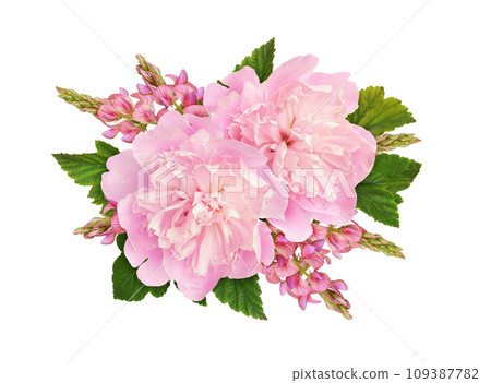 Pink peonies and onobrychis flowers in a floral arrangement isolated 109387782
