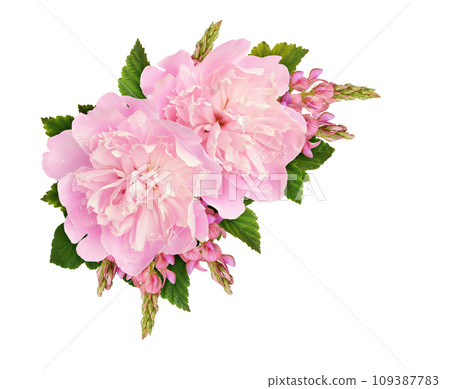 Pink peonies and onobrychis flowers in a floral corner arrangement isolated on white 109387783