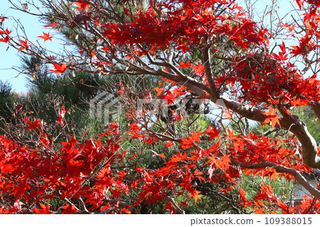 Autumn maple leaves in a Japanese garden Autumn maple leaves in a Japanese garden 109388015