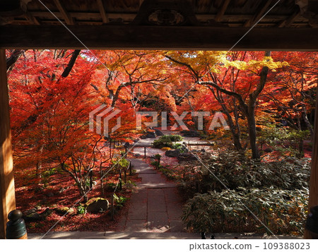 嵯峨野寶鏡院秋葉 109388023