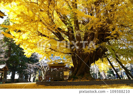 A 1,000-year-old giant ginkgo tree at Sairenji Temple, a landscape of golden autumn leaves A 1,000-year-old giant ginkgo tree at Sairenji Temple, a landscape of golden autumn leaves 109388210