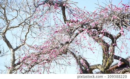 Cherry Blossoms	 109388220