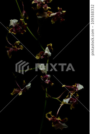Sharey Baby Modern Glory photographed against a black background Sharey Baby Modern Glory photographed against a black background 109388332