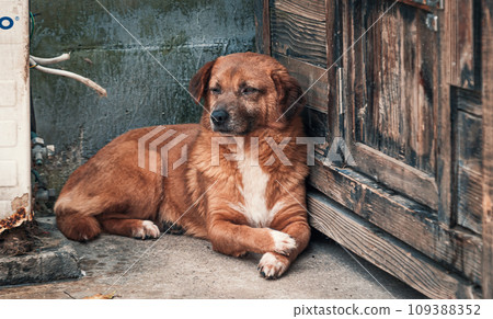 Sad dog in shelter waiting to be rescued and adopted to new home. Shelter for animals concept Sad dog in shelter waiting to be rescued and adopted to new home. Shelter for animals concept 109388352