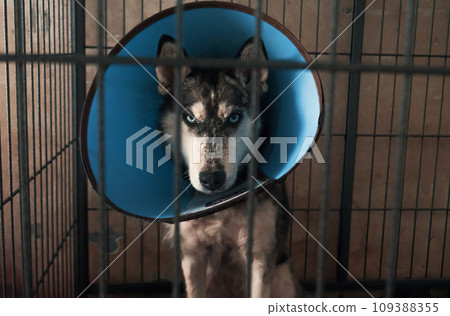 Portrait of sad dog in shelter behind fence waiting to be rescued and adopted to new home. Shelter for animals concept 109388355