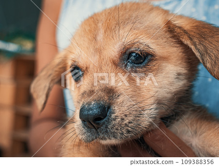 Close-up of female volunteer holds on hands little puppy in shelter. Shelter for animals concept 109388356