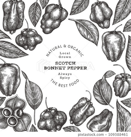 Hand drawn sketch style scotch bonnet pepper banner. Organic fresh vegetable vector illustration. Retro cayenne pepper design template 109388461