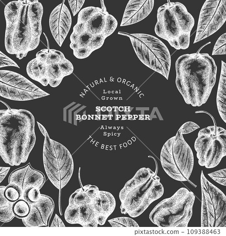 Hand drawn sketch style scotch bonnet pepper banner. Organic fresh vegetable vector illustration on chalk board. Retro cayenne pepper design template 109388463