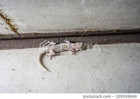 Gecko on the wall 109388669